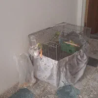 ۸عدد پرنده مرغ عشق|پرنده|الوند, |دیوار