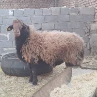 قوچ غزل افشاراصل همو