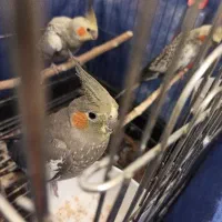 عروس هلندی|پرنده|کرمانشاه, |دیوار