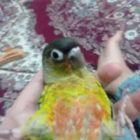 گیرینچینگ جوجه ۳ماه