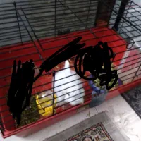 خرگوش مینی لوپ