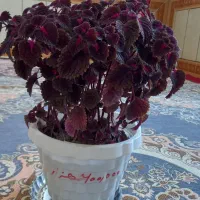 گلهای  طبیعی