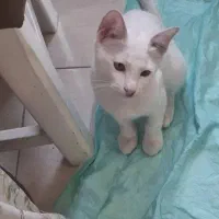 واگذاری گربه ۳ ماهه نر