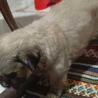 پکنیز شیتزو|سگ|بندر انزلی, شانگهای پرده|دیوار