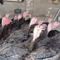 بوقلمون ماده