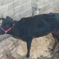 گاو|حیوانات مزرعه|بم, |دیوار