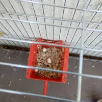 فنج نر و ماده  تخم هم دارن|پرنده|کرمان, |دیوار