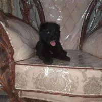 ژرمن شپرد بلک موبلند