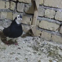 کبوتر|پرنده|مرودشت, دولت آباد|دیوار