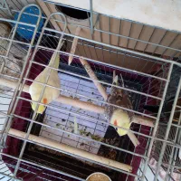 عروس هلندی|پرنده|رباطکریم, رباطکریم|دیوار