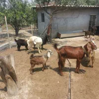 فروش بز نر و بره
