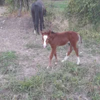 مادیون باکره فروشی|اسب و تجهیزات اسب‌سواری|چاپشلو, |دیوار