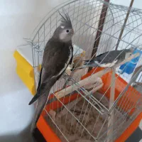 جوجه عروس وایت فیس