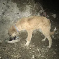 فروش کوتکه نر گالشی|سگ|رحیمآباد, |دیوار