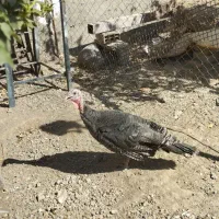 بوقلمون برنز ارگانیک