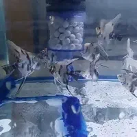 انجل