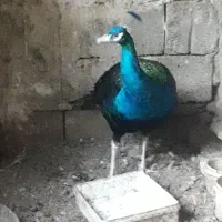 پرنده زینتی