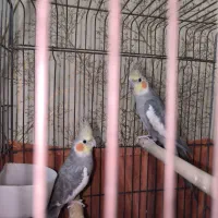 عروس هلندی