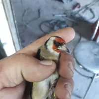 سره نرو ماده .قناری|پرنده|ری, ولی آباد|دیوار