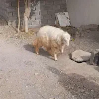 بره قوچی سنجابی|حیوانات مزرعه|کاشمر, |دیوار