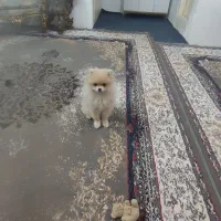 سگ پامرین|سگ|شهر ری, علایین|دیوار