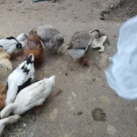 فروش دو عددقو غاز