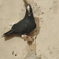 پلنگ سیاه|پرنده|زاهدان, |دیوار