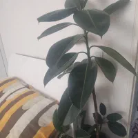 گل های آپارتمانی یوکا و سوپر بلک فیکوس