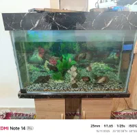 دو عدد آکواریوم با ماهی زیر قیمت