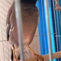 مرغ مینا جوجه 6ماهه