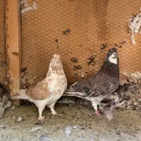 ۳جفت نروماده عالی|پرنده|چهاردانگه (تهران), |دیوار