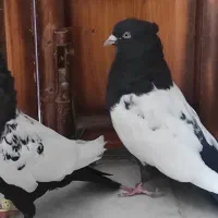 کبوتر رنگی سینه ای کله ای طوقی دم سفید دمبی