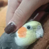 عروس هلندی گم شده