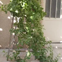 گل آپارتمانی