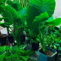 گل پروانه ای