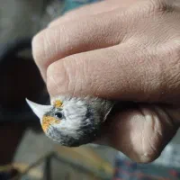 سهره ماده جوجه قفس داغسر|پرنده|تهران, اتابک|دیوار