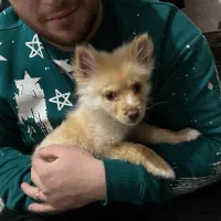 سگ پامر|سگ|قدس, شهرقدس|دیوار