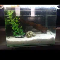 اکواریوم شیشه خم