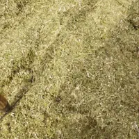 کاه لوبیا چیتی سبز