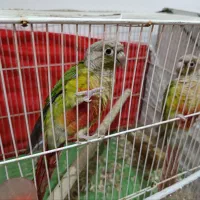 گرینچینگ|پرنده|مشهد, موعود|دیوار