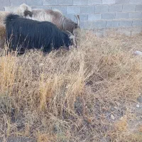 دوتا پازن|حیوانات مزرعه|شیراز, کرونی(خاتونک)|دیوار