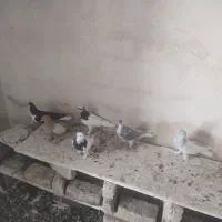 کفتر|پرنده|خفر, |دیوار