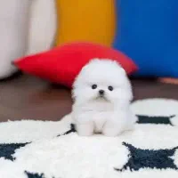 سگ جیبی /// پامرانین خرسی عروسکی توی پودل شیتزوفلت