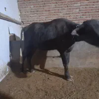 گاومیش ماده اصیل سالم