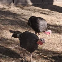 گیسه وبوقلمون|حیوانات مزرعه|گنبکی, |دیوار