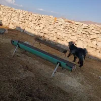 سه قوچ‌ یه تی بزنرداشتی