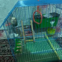 طوطی برزیلی نر