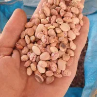 لوبیا آشی قابل معاوضه بابرنج