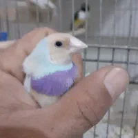 فنچ گلدین زبرا نرگسی بنگالی سهره