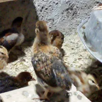 جوجه محلی کبابی|حیوانات مزرعه|سنگر, |دیوار